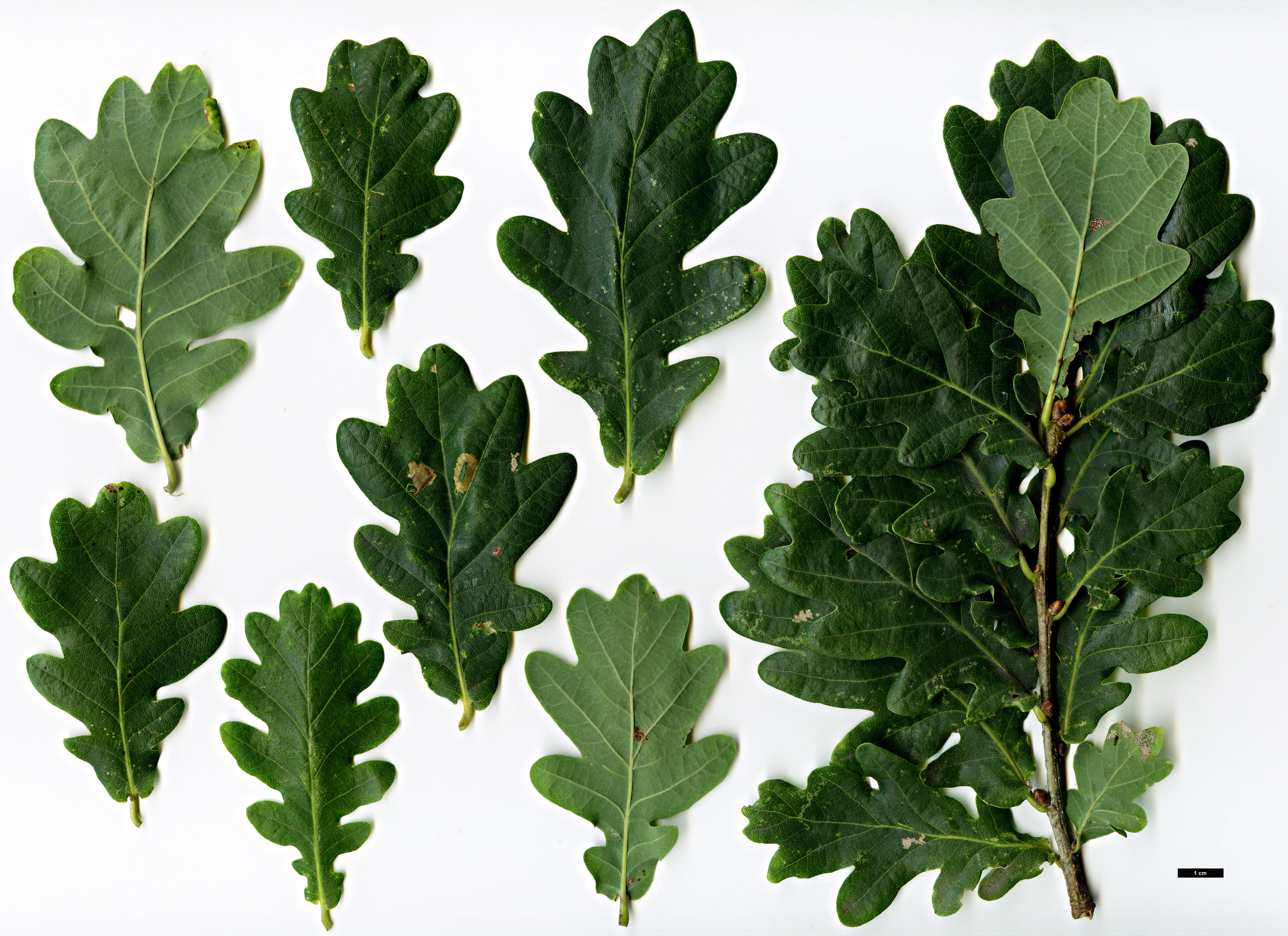 High resolution image: Family: Fagaceae - Genus: Quercus - Taxon: robur - SpeciesSub: Fastigiata Group 'Zeeland'